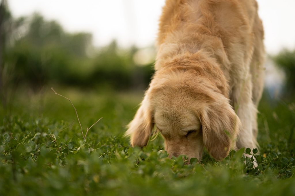 Golden retriever węszy w trawie
