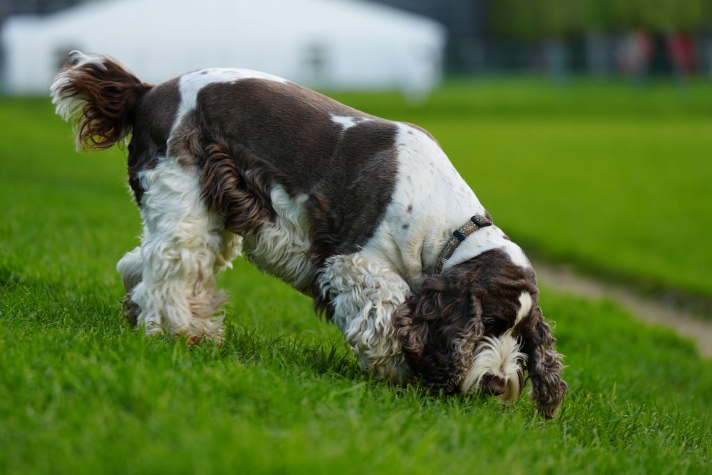 Spaniel węszy na trawie podczas nosework