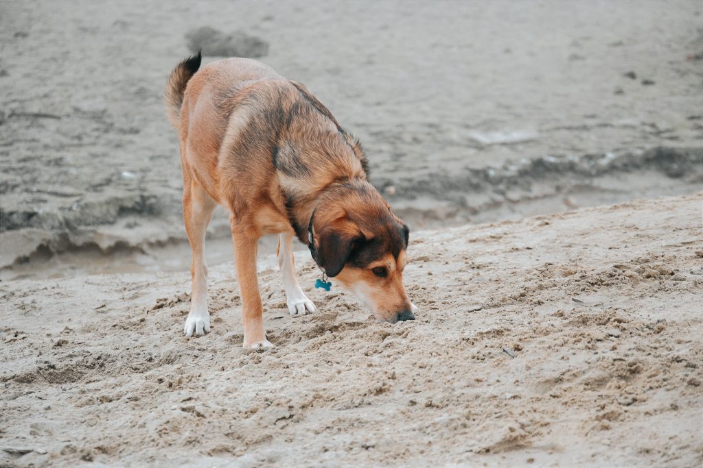 Pies węszy na plaży