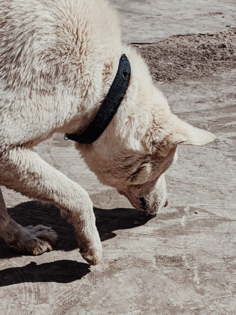 Pies węszy w piasku podczas nosework