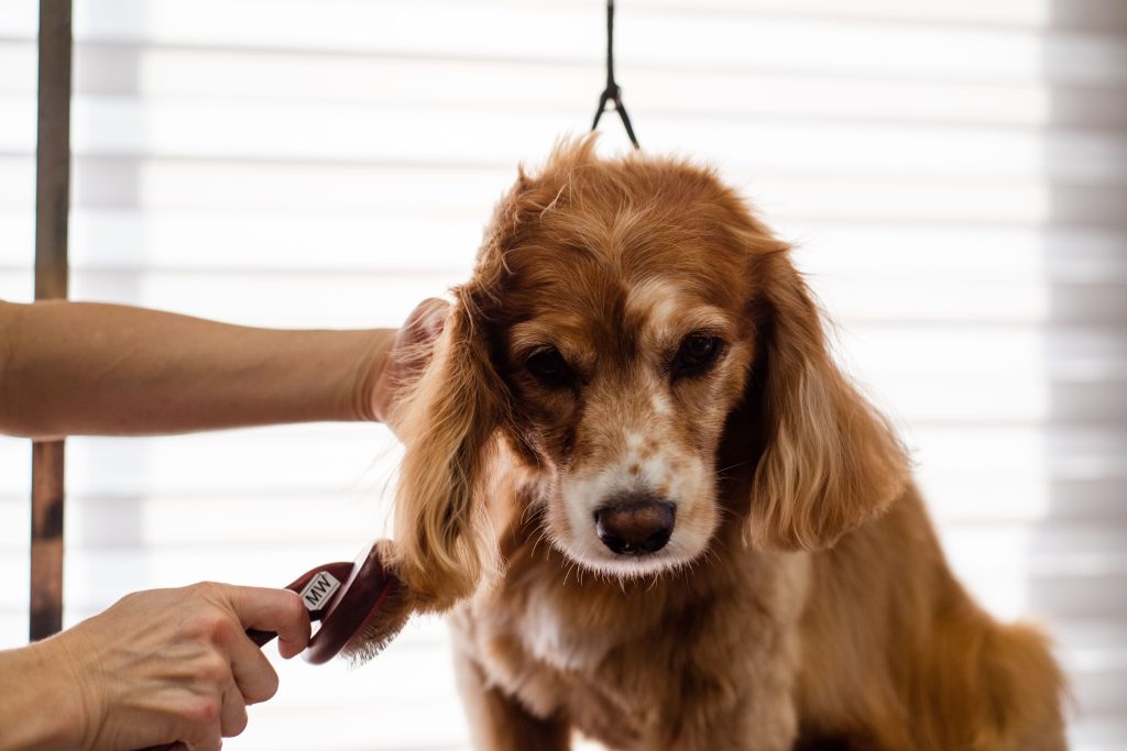 Cocker spaniel podczas strzyżenia