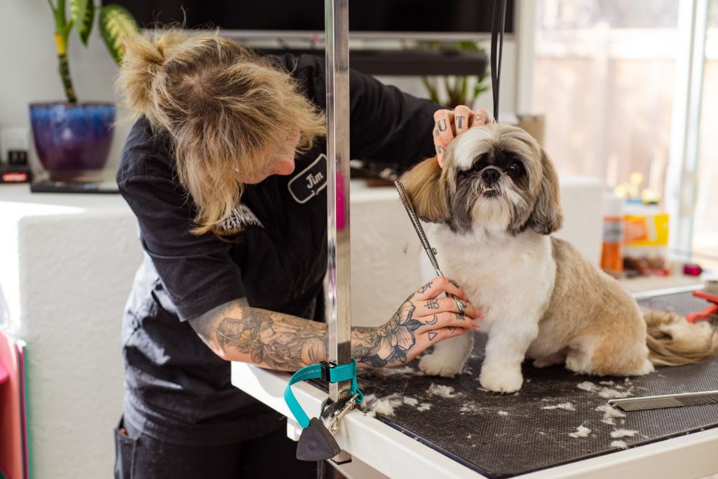 Groomerka strzyże psa shih tzu