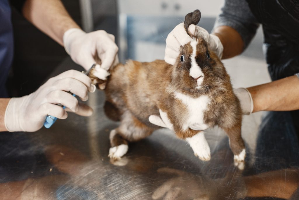 Groomer obcina pazury królikowi